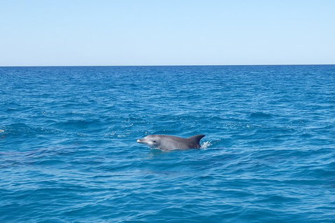 Noosa Wild Dolphin Safari - Attractions Melbourne 1
