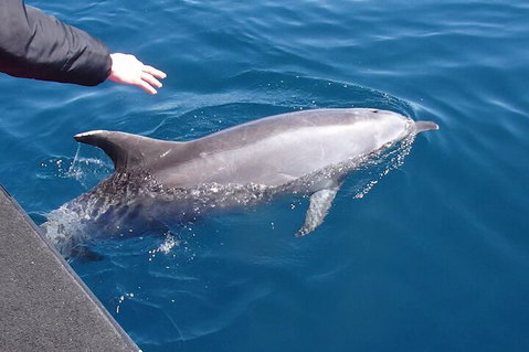 Noosa Wild Dolphin Safari - Attractions Melbourne 2