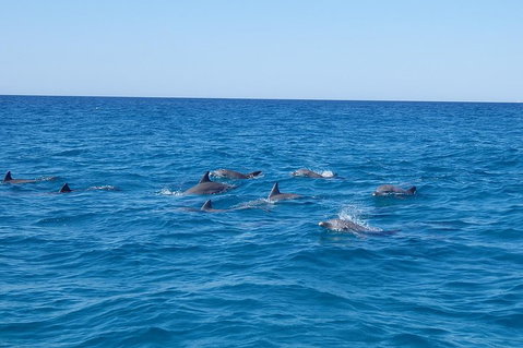 Noosa Wild Dolphin Safari - Attractions Melbourne 3