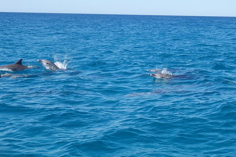 Noosa Wild Dolphin Safari - Attractions Melbourne 4