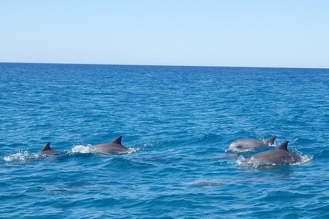 Noosa Wild Dolphin Safari - Attractions Melbourne 5