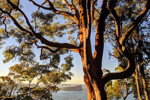 Manly & Sydney's Northern Beaches With 'Personalised Sydney Tours' - Attractions Melbourne 4