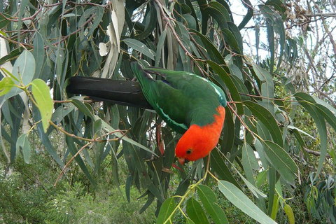 3-Day Great Ocean Road And Grampians Tour From Melbourne - Attractions Melbourne 5