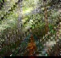 O'Reilly's  Lamington National Park from Gold Coast - Attractions Melbourne