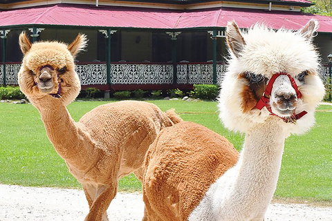 O'Reilly's & Lamington National Park From Gold Coast - Attractions Melbourne 3