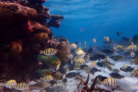 Lagoon Explorer - Ningaloo Reef Full-Day Kayaking And Snorkeling Adventure - Attractions Melbourne 2