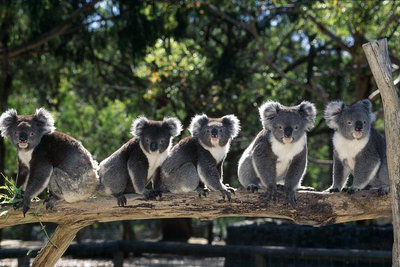 Private Tour Healesville Sanctuary Wildlife  Puffing Billy Steam Train