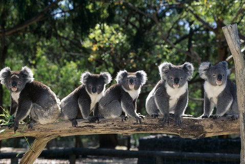 [Private Tour] Healesville Sanctuary Wildlife & Puffing Billy Steam Train - Attractions Melbourne 0