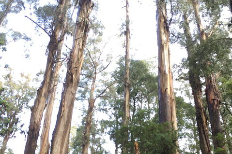[Private Tour] Healesville Sanctuary Wildlife & Puffing Billy Steam Train - Attractions Melbourne 1