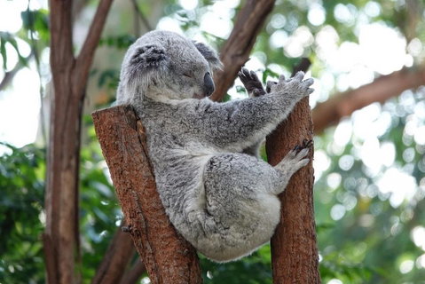 Small-Group Blue Mountains Tour With A Local Guide - Attractions Melbourne 2