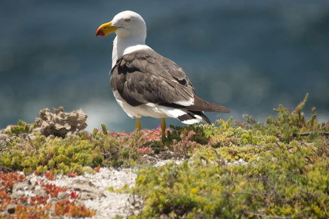 From The Mountains To The Bay - 4 Day Rediscovery Small Group Tour - Attractions Melbourne 1