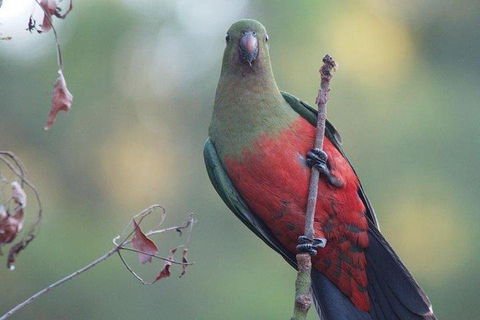 Inside The Greater Blue Mountains World Heritage - A Wildlife Safari Overnight - Attractions Melbourne 0