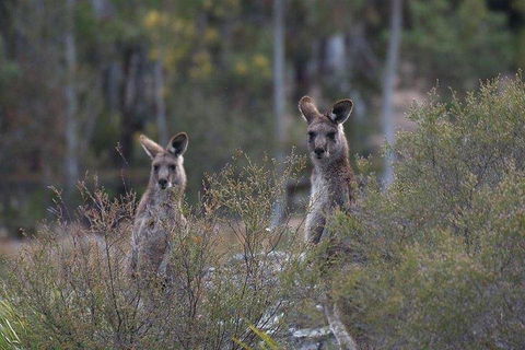 Inside The Greater Blue Mountains World Heritage - A Wildlife Safari Overnight - Attractions Melbourne 2