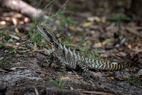 Cape Byron Aboriginal Tour - Attractions Melbourne 3