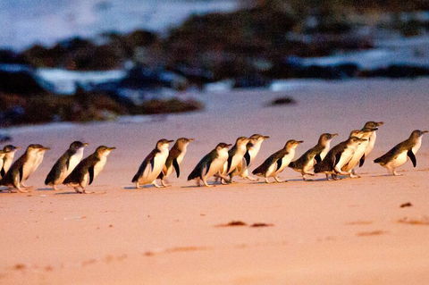 Half-Day Or Full-Day Tour With Private Guide From Melbourne - Attractions Melbourne 5