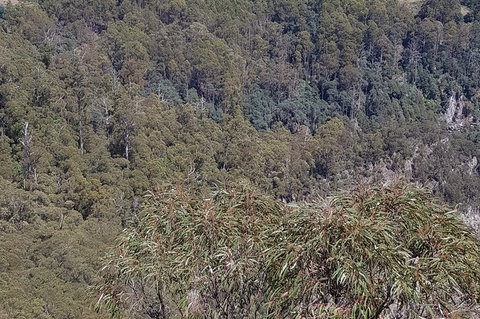 Leven Canyon Day Trip Including Wings Wildlife Park Or Gunns Plains Caves - Attractions Melbourne 4