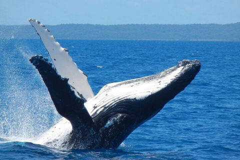 Mooloolaba Whale Watching Tour - Attractions Melbourne 0