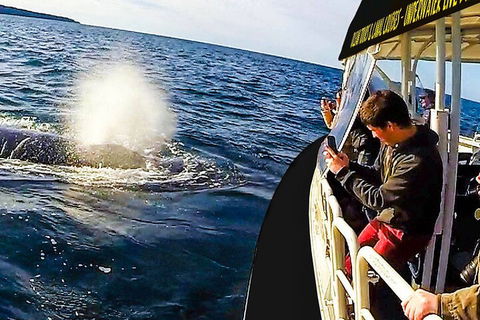 Mooloolaba Whale Watching Tour - Attractions Melbourne 2