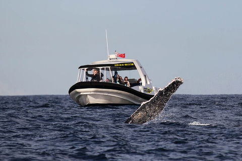 Mooloolaba Whale Watching Tour - Attractions Melbourne 3