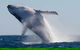 Mooloolaba Whale Watching Tour - thumb 4