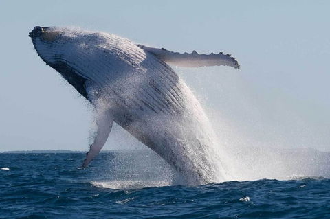 Mooloolaba Whale Watching Tour - Attractions Melbourne 4