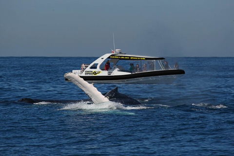 Mooloolaba Whale Watching Tour - Attractions Melbourne 5