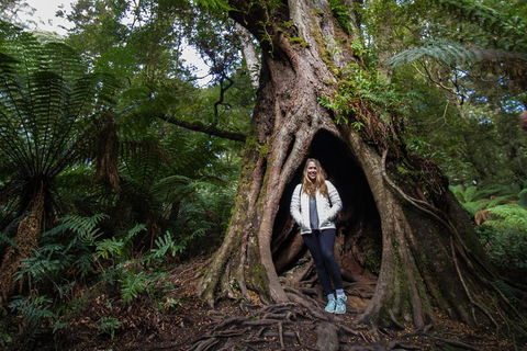 Great Ocean Road Small-Group Ecotour From Melbourne - Attractions Melbourne 4