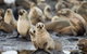 Puffing Billy, Wildlife Sanctuary & Penguins Day Tour From Melbourne - thumb 0
