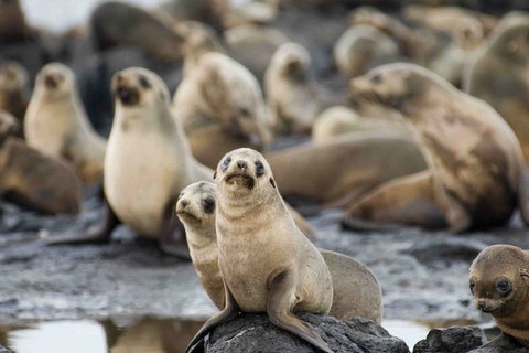 Puffing Billy, Wildlife Sanctuary & Penguins Day Tour From Melbourne - Attractions Melbourne 0