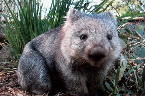 Puffing Billy, Wildlife Sanctuary & Penguins Day Tour From Melbourne - Attractions Melbourne 2