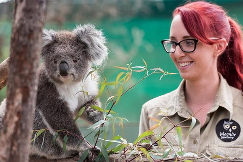 Puffing Billy, Wildlife Sanctuary & Penguins Day Tour From Melbourne - Attractions Melbourne 3