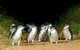 Puffing Billy, Wildlife Sanctuary & Penguins Day Tour From Melbourne - thumb 4