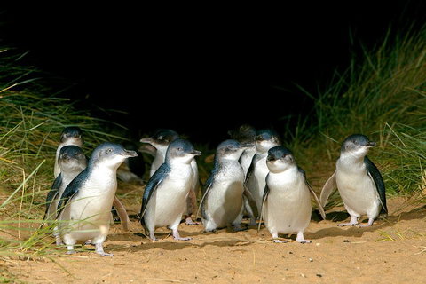 Puffing Billy, Wildlife Sanctuary & Penguins Day Tour From Melbourne - Attractions Melbourne 4