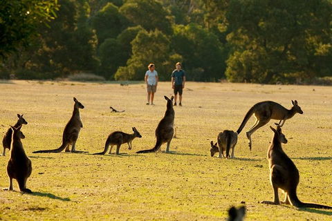 Grampians National Park Small-Group Eco Tour From Melbourne - Attractions Melbourne 4