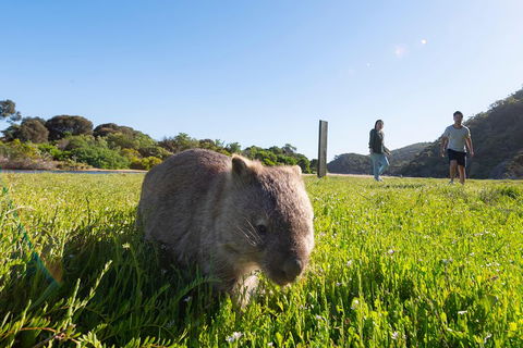 Wilson's Promontory Small Group Eco Tour From Melbourne - Attractions Melbourne 2