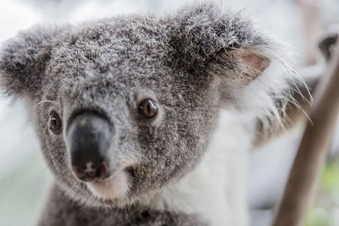 Ultimate Sydney Pass - Attractions Melbourne 2