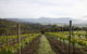 Yarra Valley 2-6 Guests Premium Food And Wine Inc Lunch At Dominique Portet - thumb 1