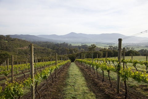 Yarra Valley 2-6 Guests Premium Food And Wine Inc Lunch At Dominique Portet - Attractions Melbourne 1