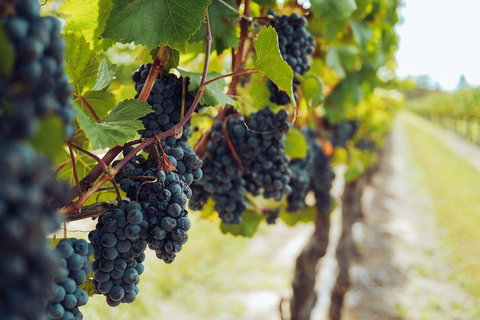 Yarra Valley 2-6 Guests With Lunch And Gin Tasting At Four Pillars - Attractions Melbourne 1
