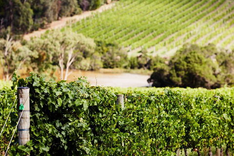 Yarra Valley Premium Tour Inc Lunch And Cheese, Chocolate Fondue At Rochford - Attractions Melbourne 5