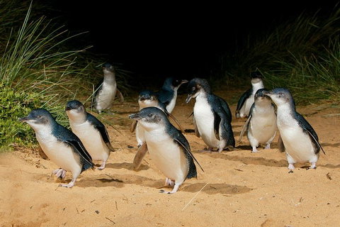 Small Group - Phillip Island Hike & Penguin Parade Day Tour From Melbourne - Attractions Melbourne 1
