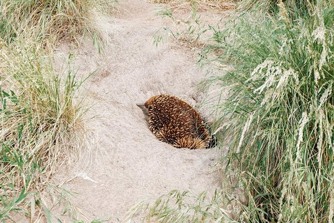 Small Group - Phillip Island Hike & Penguin Parade Day Tour From Melbourne - Attractions Melbourne 3