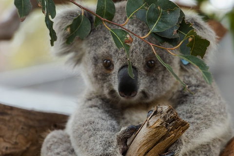 Small Group - Phillip Island Hike & Penguin Parade Day Tour From Melbourne - Attractions Melbourne 4