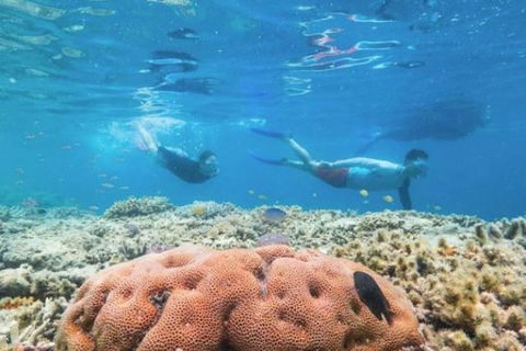 Great Barrier Reef Day Cruise To Reefworld - Attractions Melbourne 1