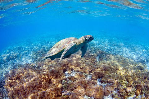 Great Barrier Reef Day Cruise To Reefworld - Attractions Melbourne 5