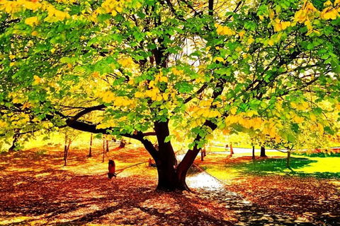 Hobart Half-Day Sightseeing Coach Tram Tour - Attractions Melbourne 3