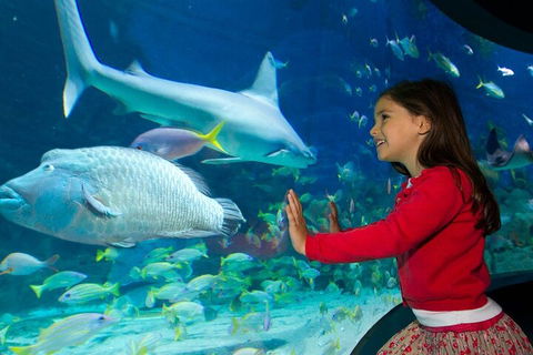 Melbourne BIG Ticket - LEGOLAND Discovery And SEA LIFE Melbourne - Attractions Melbourne 1