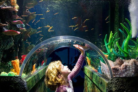 Melbourne BIG Ticket - LEGOLAND Discovery And SEA LIFE Melbourne - Attractions Melbourne 2