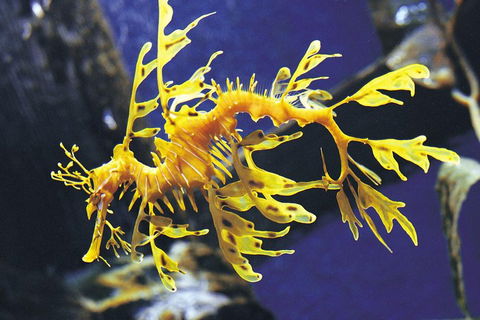 SEA LIFE Melbourne Aquarium Admission Ticket - Attractions Melbourne 0