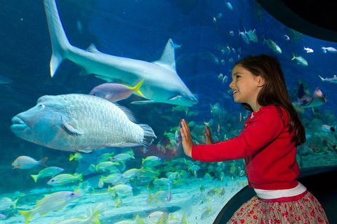 SEA LIFE Melbourne Aquarium Admission Ticket - Attractions Melbourne 1